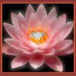 You are the Jewel in the Heart of the Lotus! Graphics by Shelli Todd. 